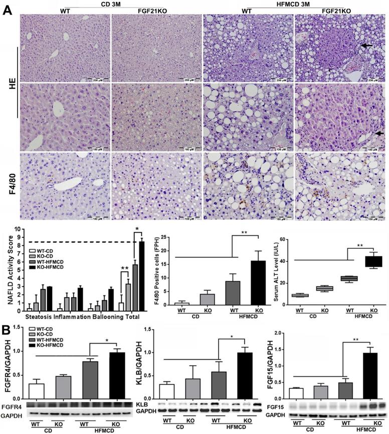Int J Biol Sci Image