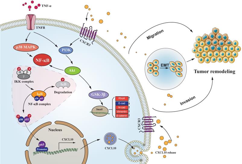 Int J Biol Sci Image