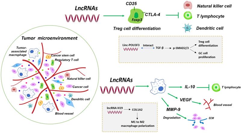 Int J Biol Sci Image