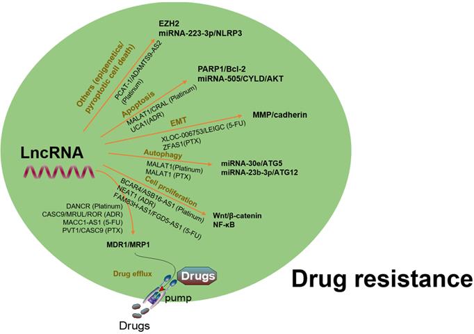 Int J Biol Sci Image