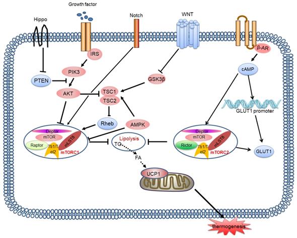 Int J Biol Sci Image