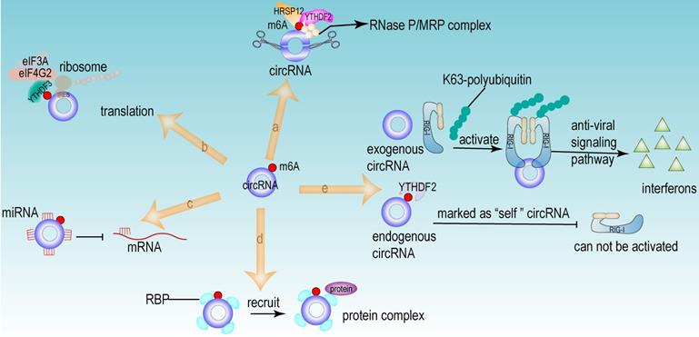 Int J Biol Sci Image