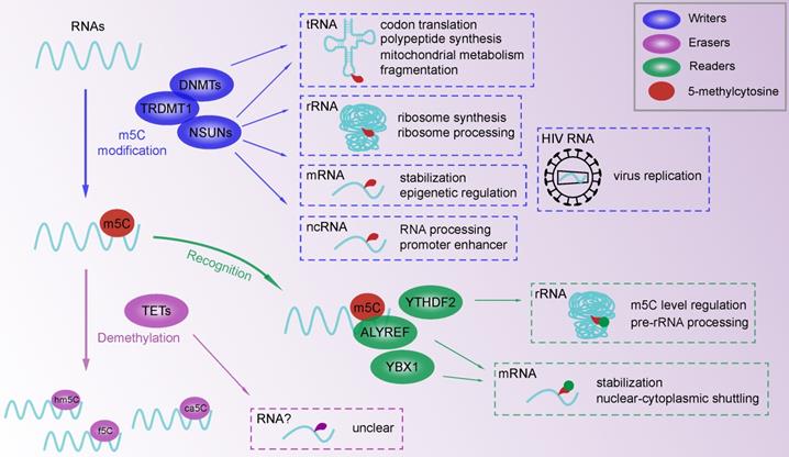 Int J Biol Sci Image