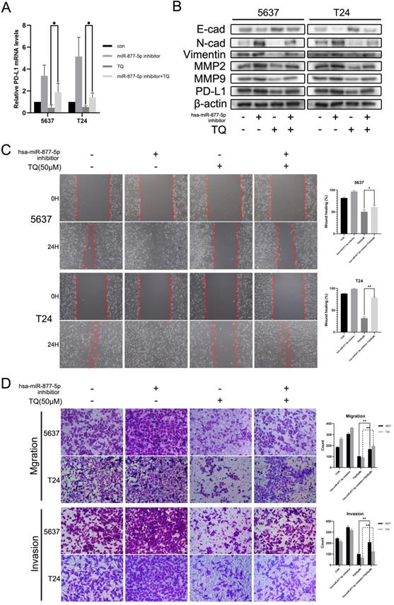 Int J Biol Sci Image