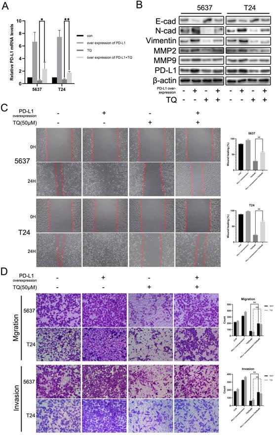 Int J Biol Sci Image