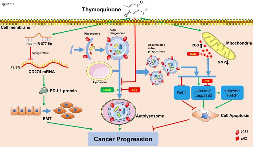 Int J Biol Sci Image
