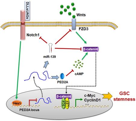 miR-139/PDE2A-Notch1 feedback circuit represses stemness of gliomas by ...