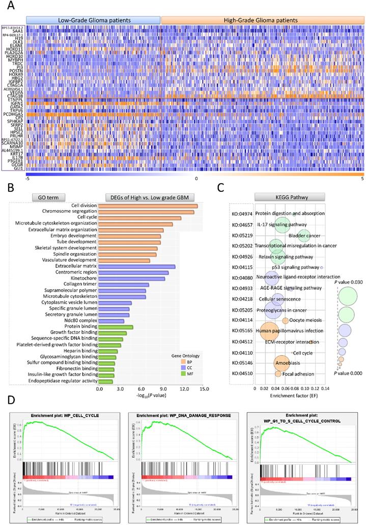 CCNB2/SASP/Cathepsin B & PGE2 Axis Induce Cell Senescence Mediated