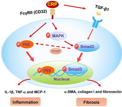 Int J Biol Sci Image