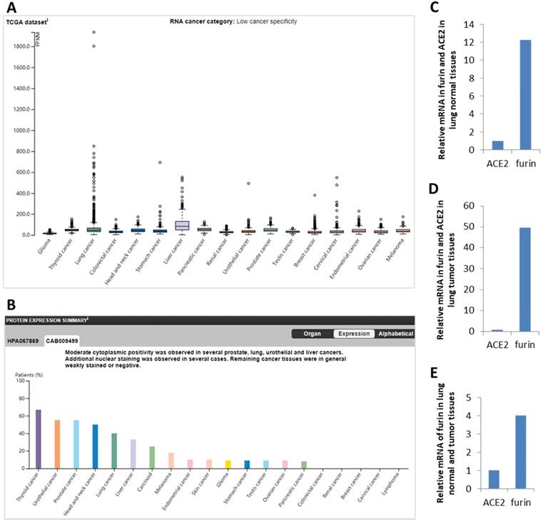 COVID19 disease and malignant cancers The impact for the furin gene