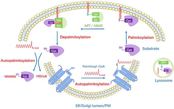 Artemisinin inhibits NRas palmitoylation by targeting the protein