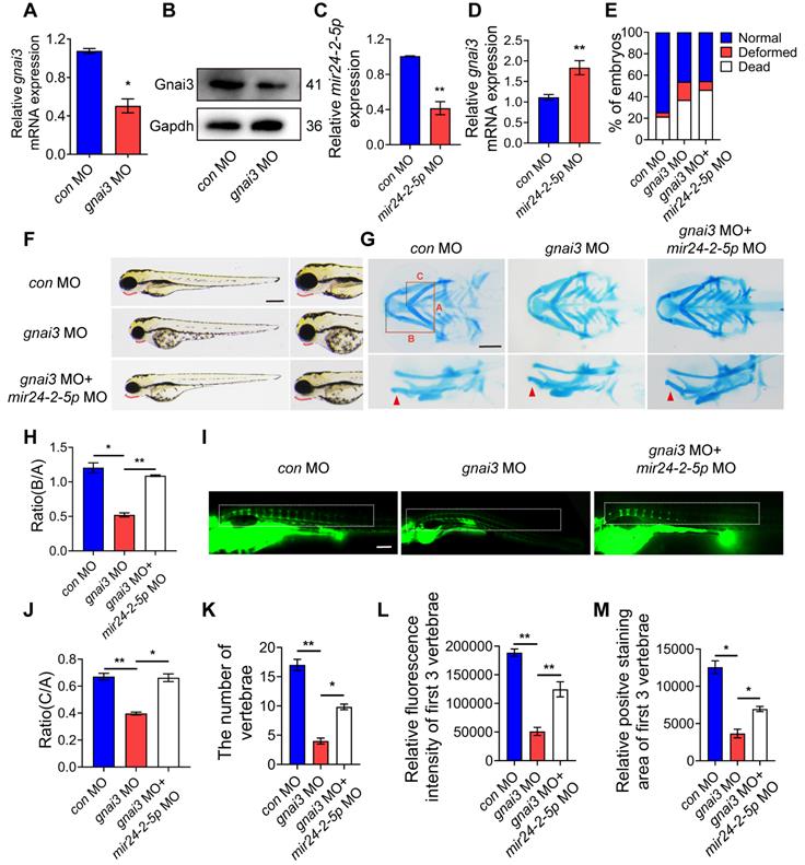 Int J Biol Sci Image