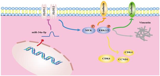 Int J Biol Sci Image