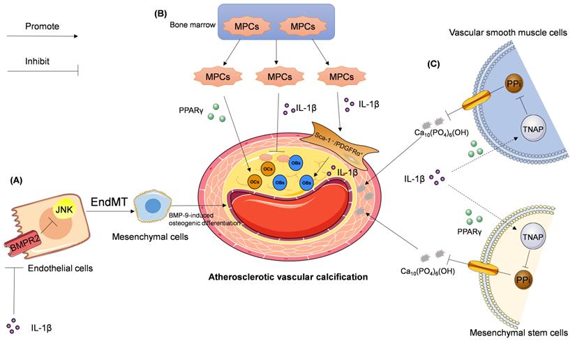 Int J Biol Sci Image