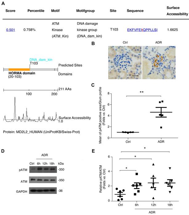 Int J Biol Sci Image