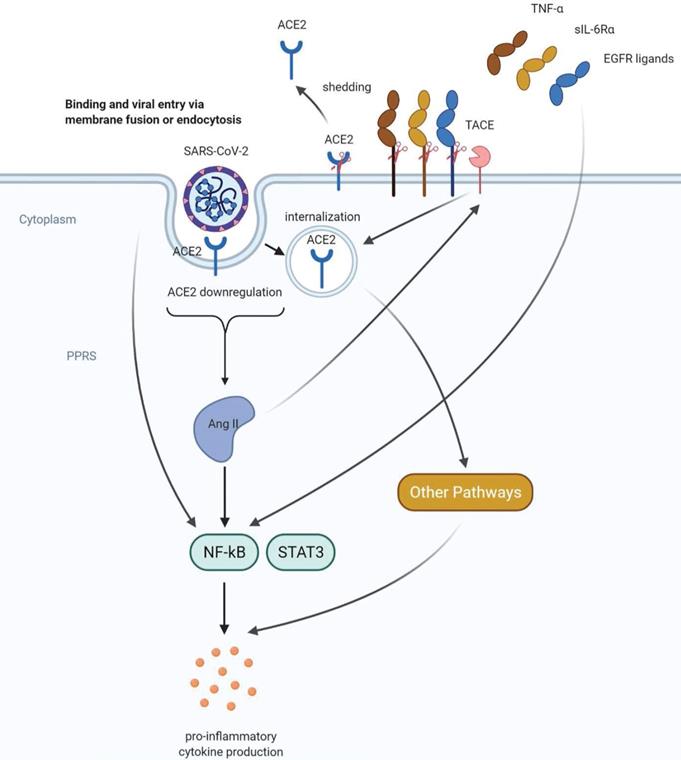 Int J Biol Sci Image