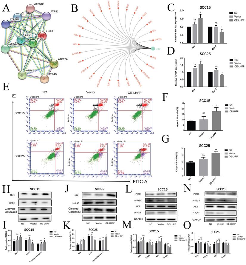 Int J Biol Sci Image