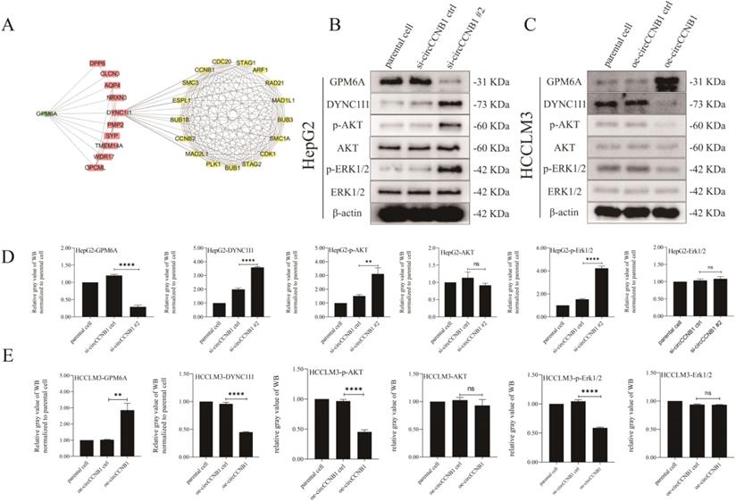 Int J Biol Sci Image