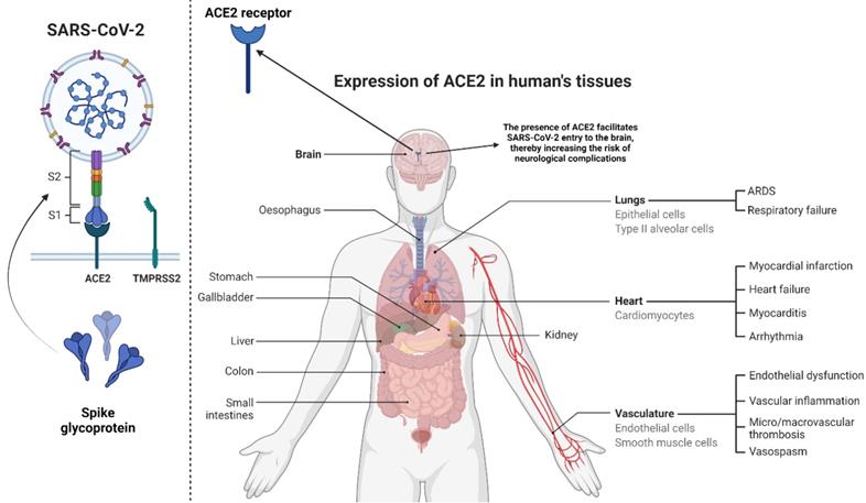 Int J Biol Sci Image