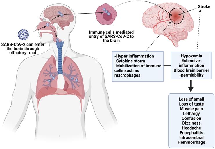 Int J Biol Sci Image