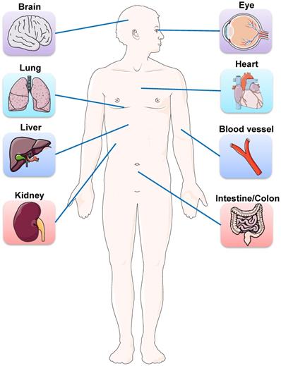 Int J Biol Sci Image