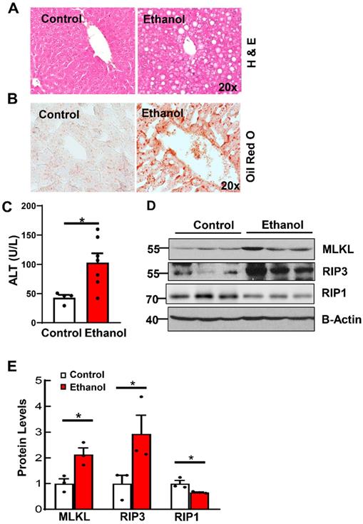 Int J Biol Sci Image