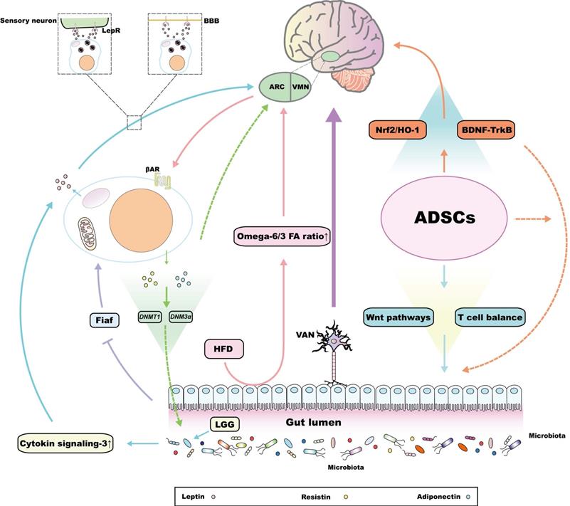 Int J Biol Sci Image