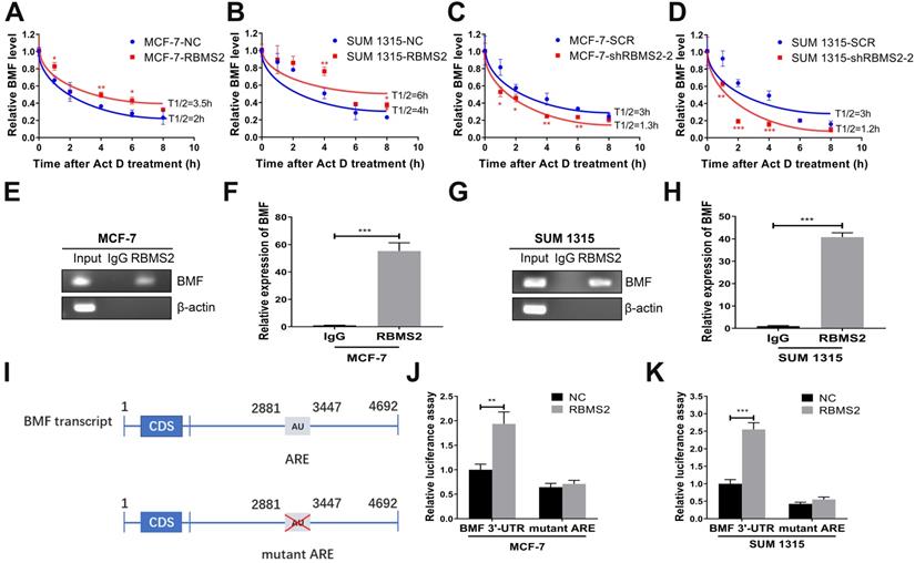 RBMS2 Chemosensitizes Breast Cancer Cells to Doxorubicin by Regulating ...