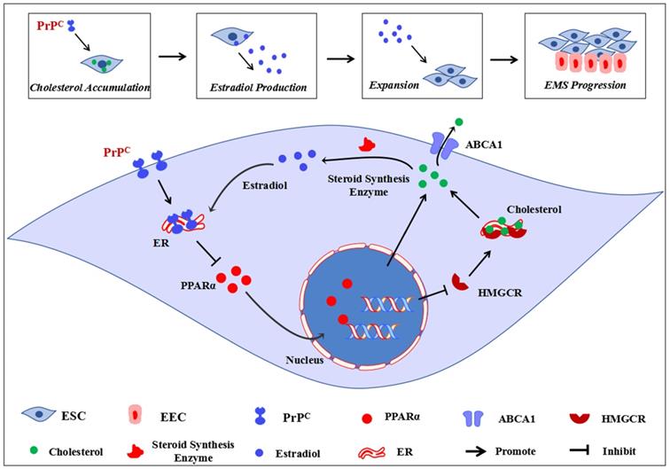 Int J Biol Sci Image