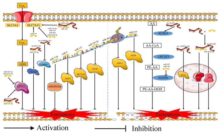 Int J Biol Sci Image