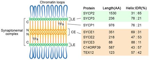 Int J Biol Sci Image