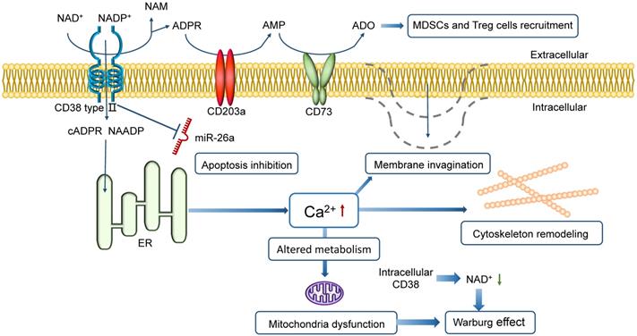 Int J Biol Sci Image