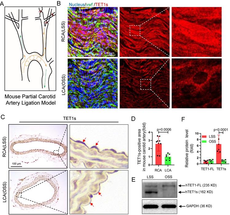 Int J Biol Sci Image