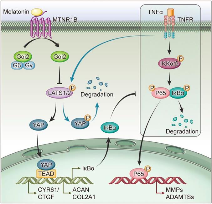 Int J Biol Sci Image