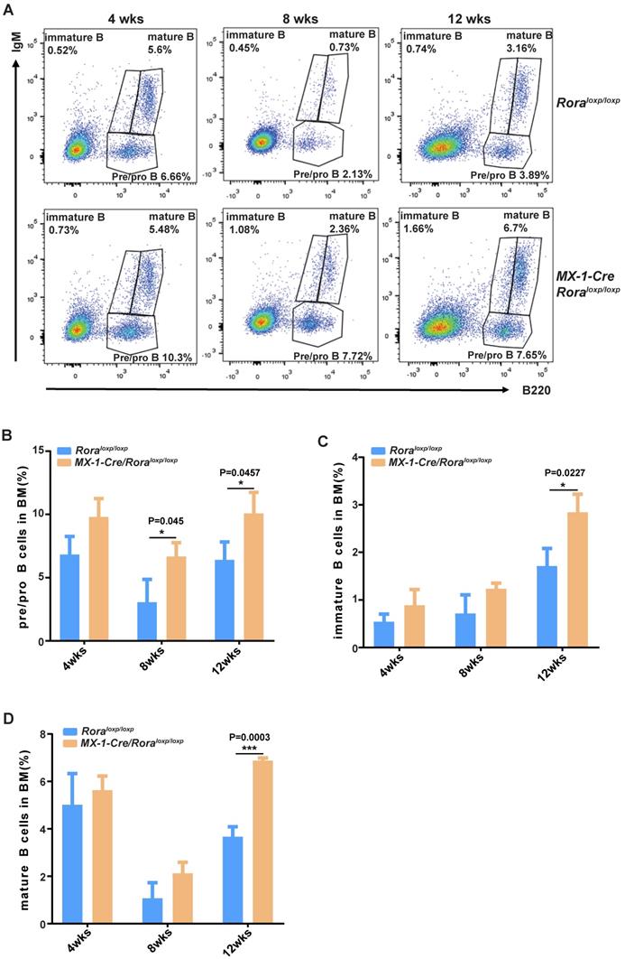 The suppressive functions of Rora in B lineage cell proliferation