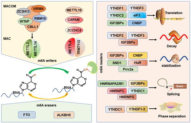 Int J Biol Sci Image