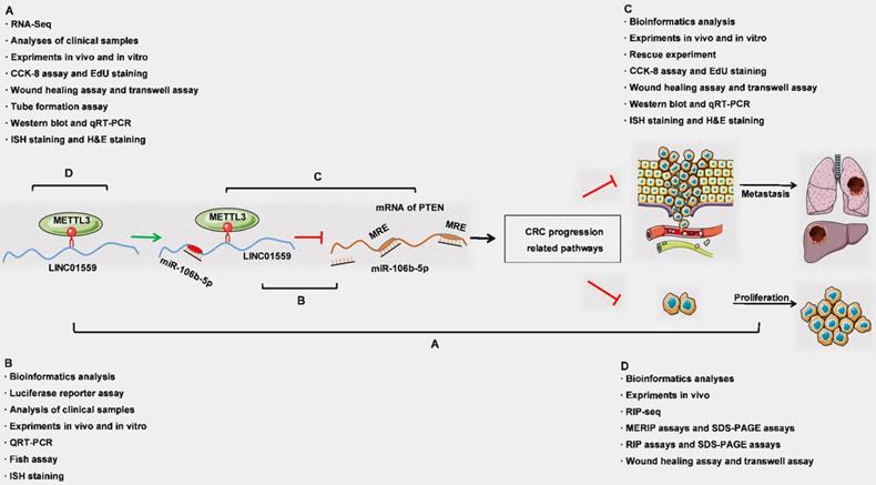 Int J Biol Sci Image