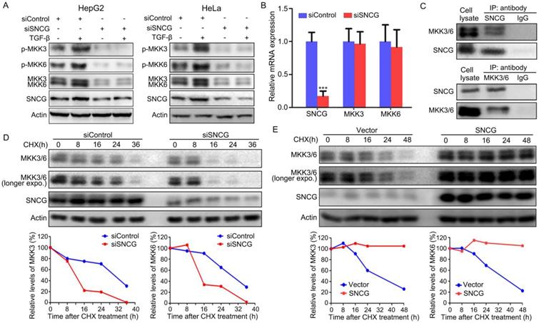 Int J Biol Sci Image