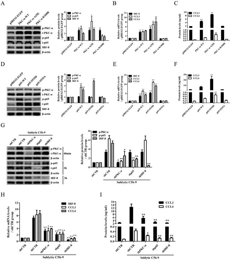 Int J Biol Sci Image