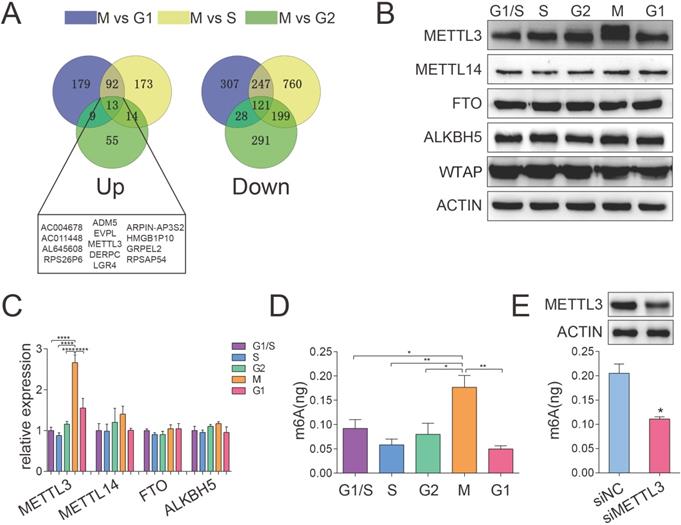 Int J Biol Sci Image