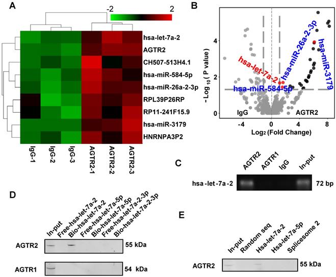 Int J Biol Sci Image
