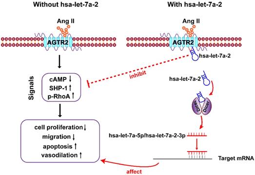 Int J Biol Sci Image