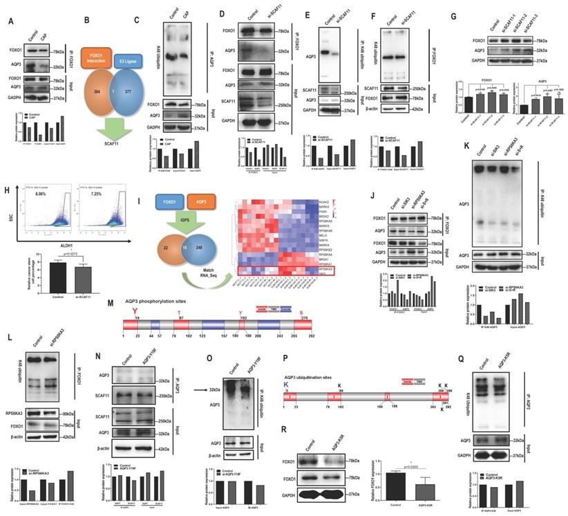 Int J Biol Sci Image