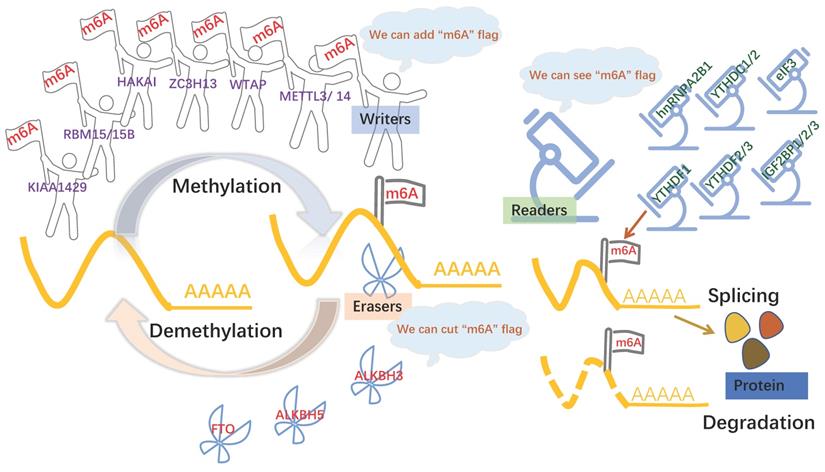 Int J Biol Sci Image
