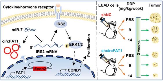 Int J Biol Sci Image
