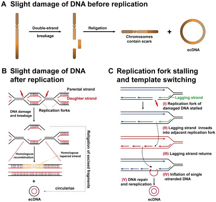 Pioneering insights of extrachromosomal DNA (ecDNA) generation, action ...