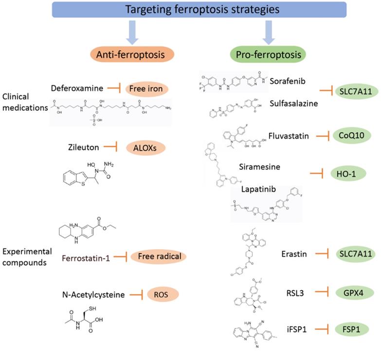 Int J Biol Sci Image