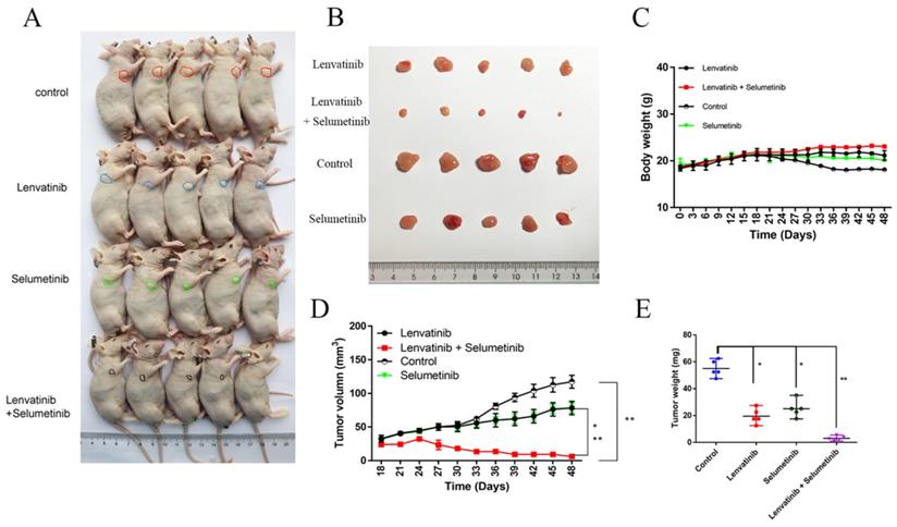 Int J Biol Sci Image