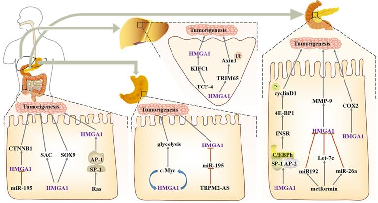 Int J Biol Sci Image