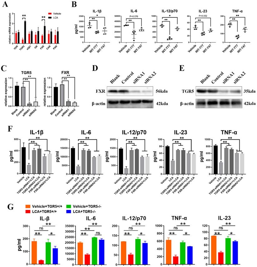 Int J Biol Sci Image